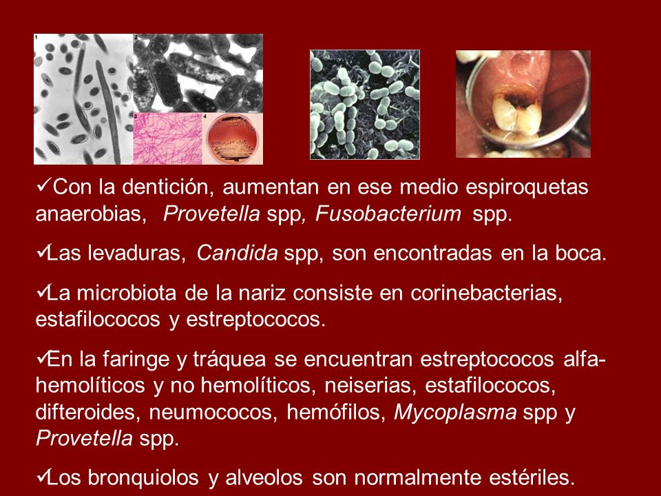 Con la dentición, aumentan en ese medio espiroquetas anaerobias, Provetella spp, Fusobacterium spp.