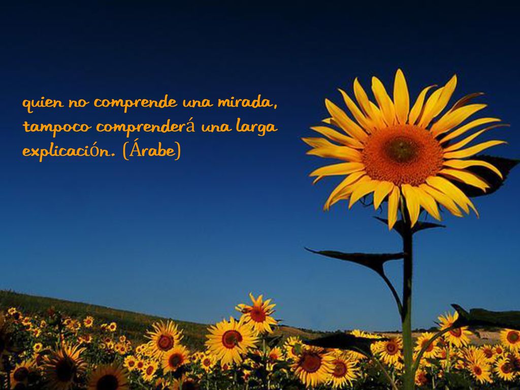 Quien no comprende una mirada, tampoco comprenderá una larga explicación. (Árabe)
