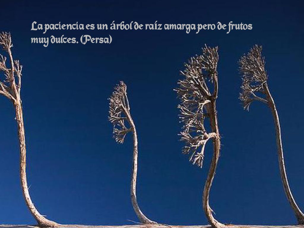 La paciencia es un árbol de raíz amarga pero de frutos muy dulces
