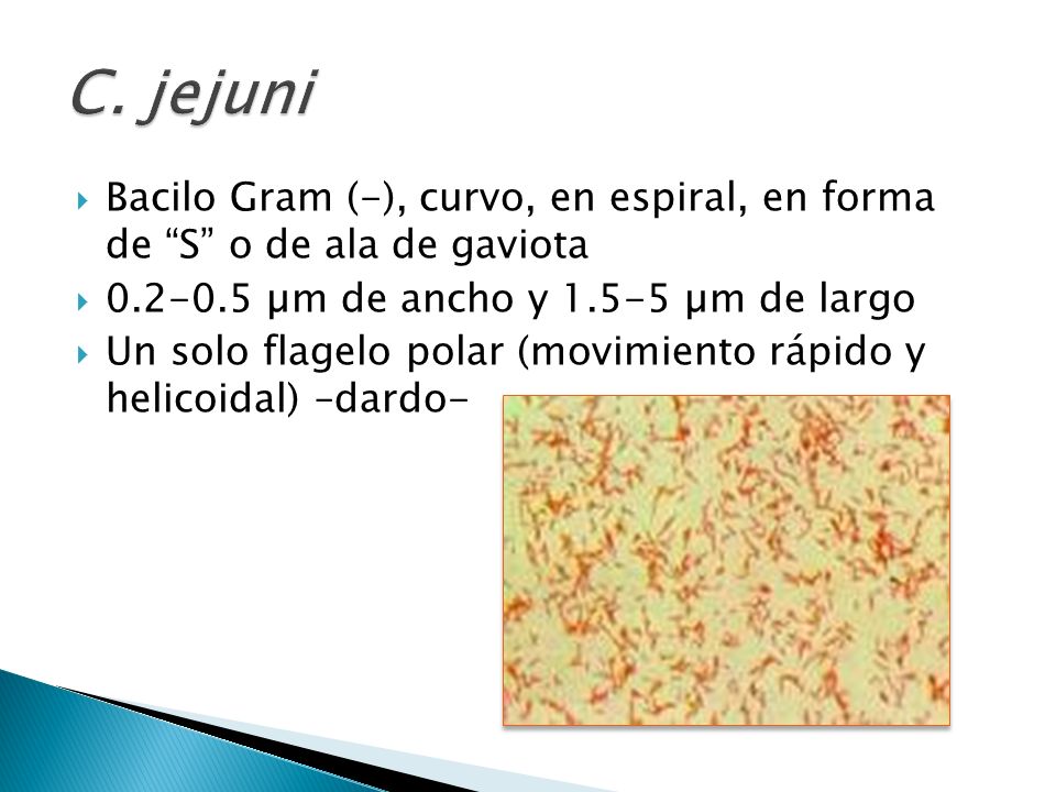 C. jejuni Bacilo Gram (-), curvo, en espiral, en forma de S o de ala de gaviota µm de ancho y µm de largo.