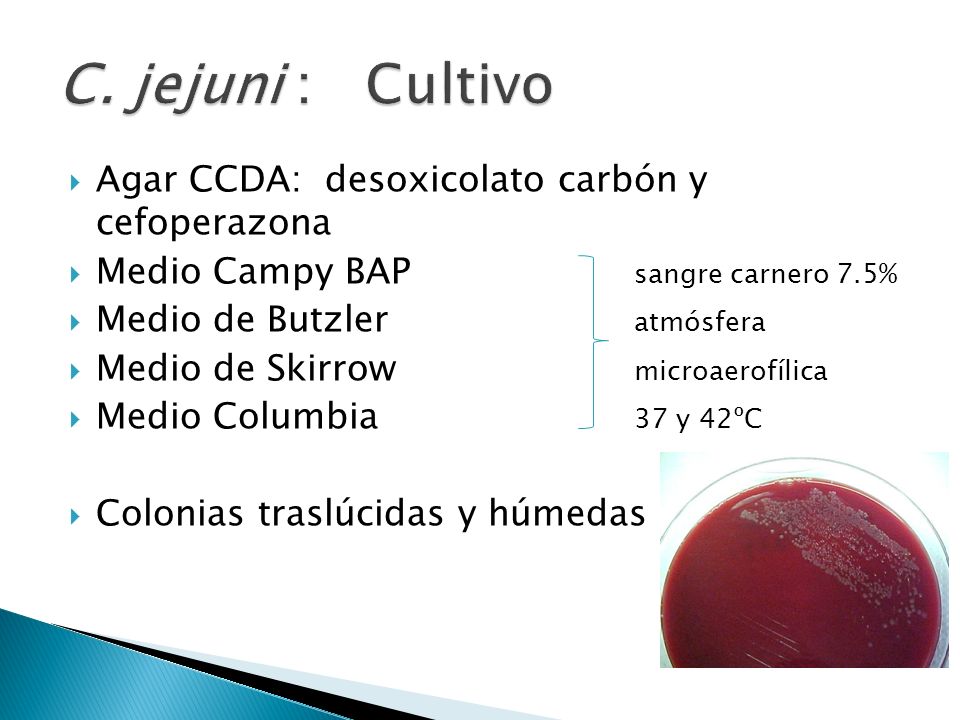 C. jejuni : Cultivo Agar CCDA: desoxicolato carbón y cefoperazona