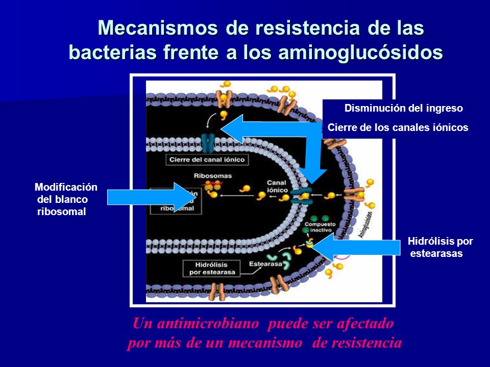 Mecanismos de resistencia de las bacterias frente a los aminoglucósidos