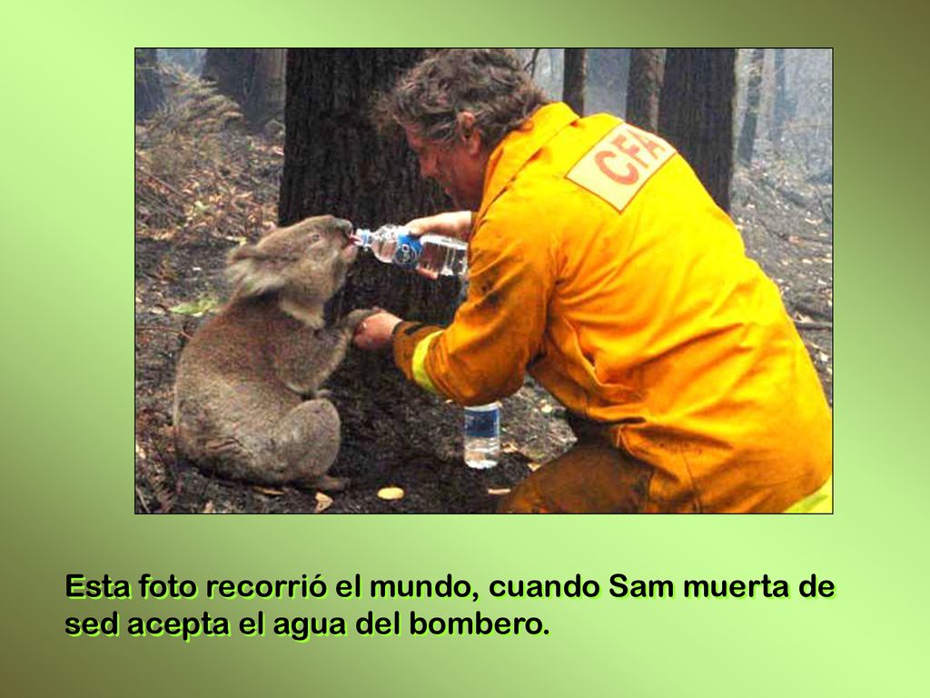 Esta foto recorrió el mundo, cuando Sam muerta de