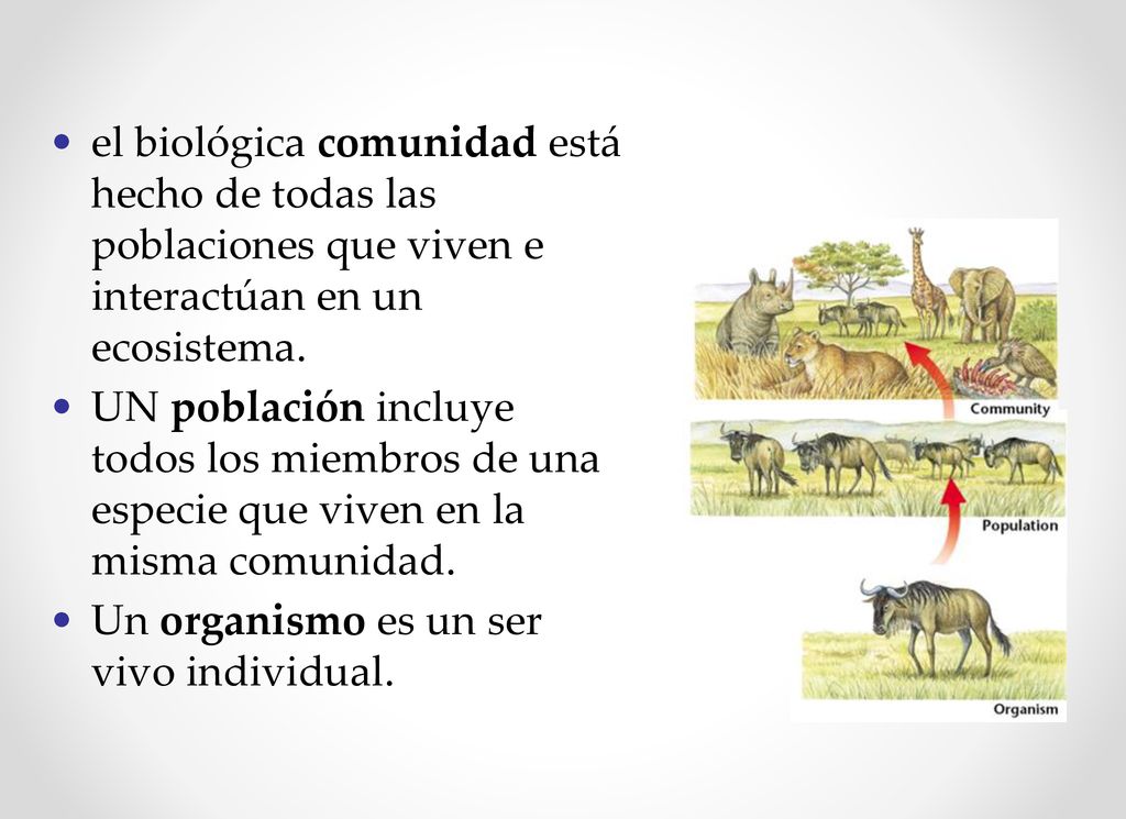 el biológica comunidad está hecho de todas las poblaciones que viven e interactúan en un ecosistema.
