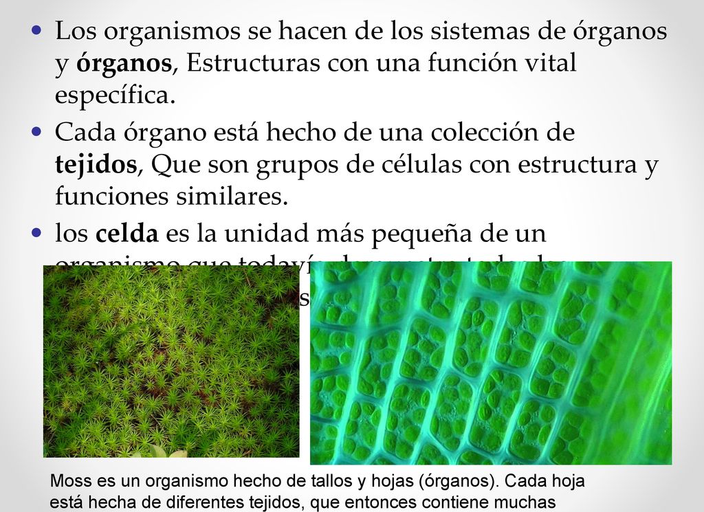 Los organismos se hacen de los sistemas de órganos y órganos, Estructuras con una función vital específica.