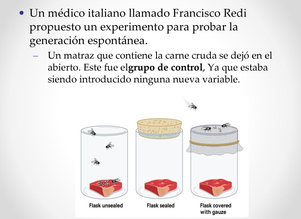 Un médico italiano llamado Francisco Redi propuesto un experimento para probar la generación espontánea.