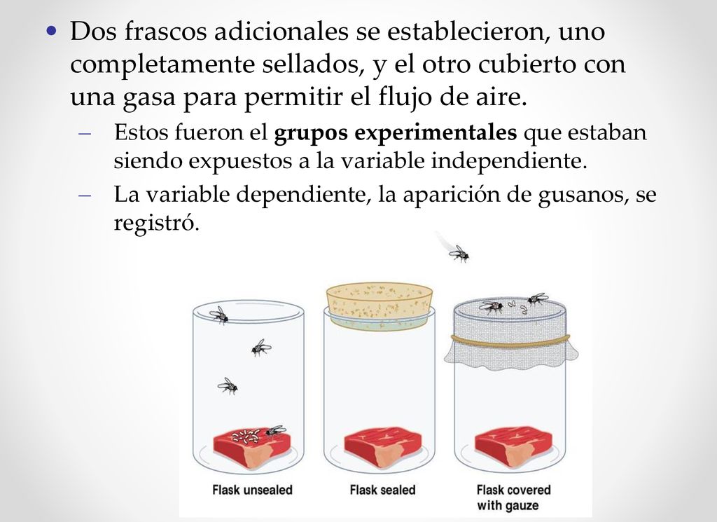 Dos frascos adicionales se establecieron, uno completamente sellados, y el otro cubierto con una gasa para permitir el flujo de aire.