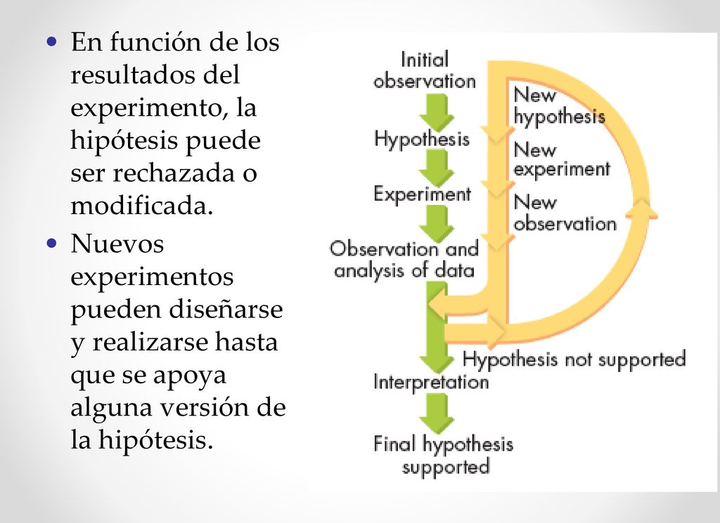 En función de los resultados del experimento, la hipótesis puede ser rechazada o modificada.