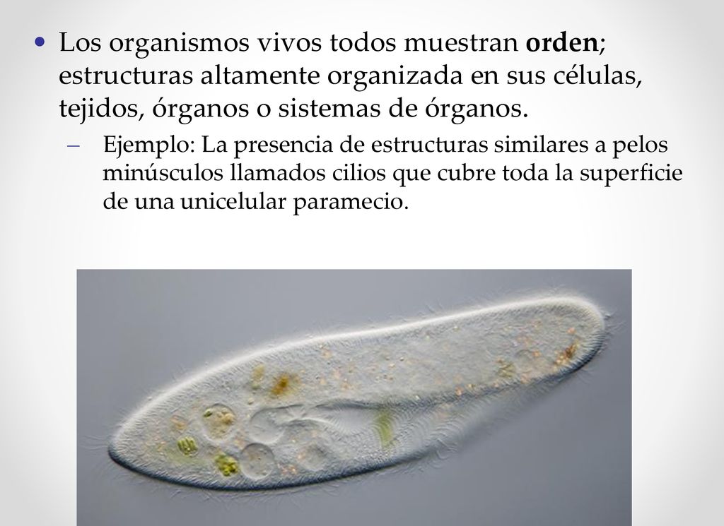 Los organismos vivos todos muestran orden; estructuras altamente organizada en sus células, tejidos, órganos o sistemas de órganos.