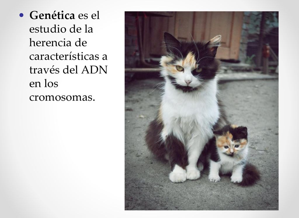 Genética es el estudio de la herencia de características a través del ADN en los cromosomas.