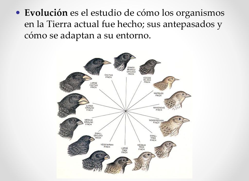 Evolución es el estudio de cómo los organismos en la Tierra actual fue hecho; sus antepasados ​​y cómo se adaptan a su entorno.