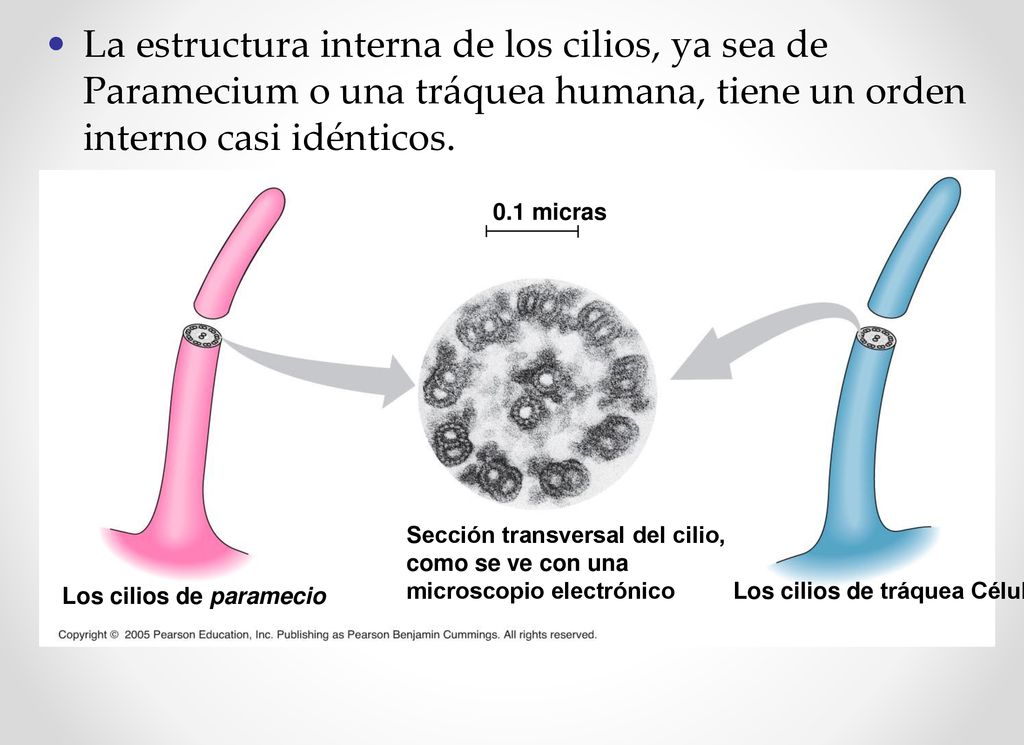 La estructura interna de los cilios, ya sea de Paramecium o una tráquea humana, tiene un orden interno casi idénticos.
