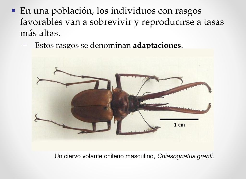En una población, los individuos con rasgos favorables van a sobrevivir y reproducirse a tasas más altas.
