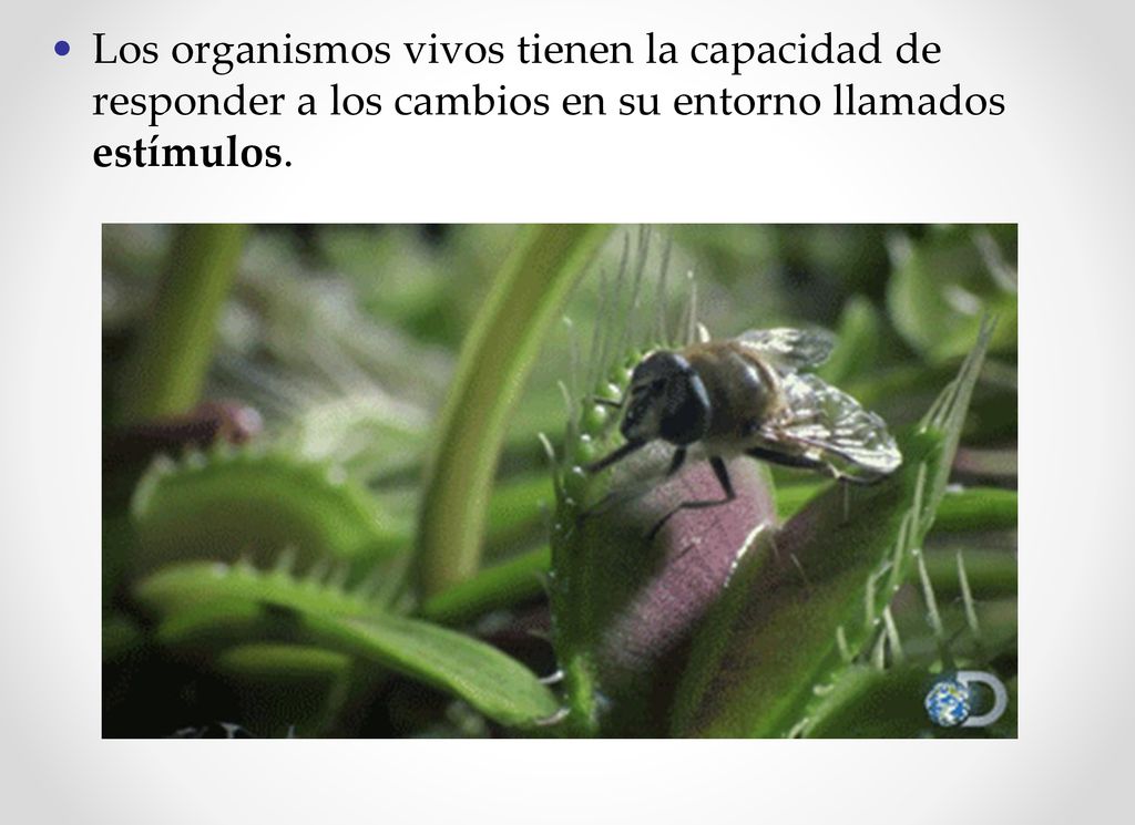 Los organismos vivos tienen la capacidad de responder a los cambios en su entorno llamados estímulos.