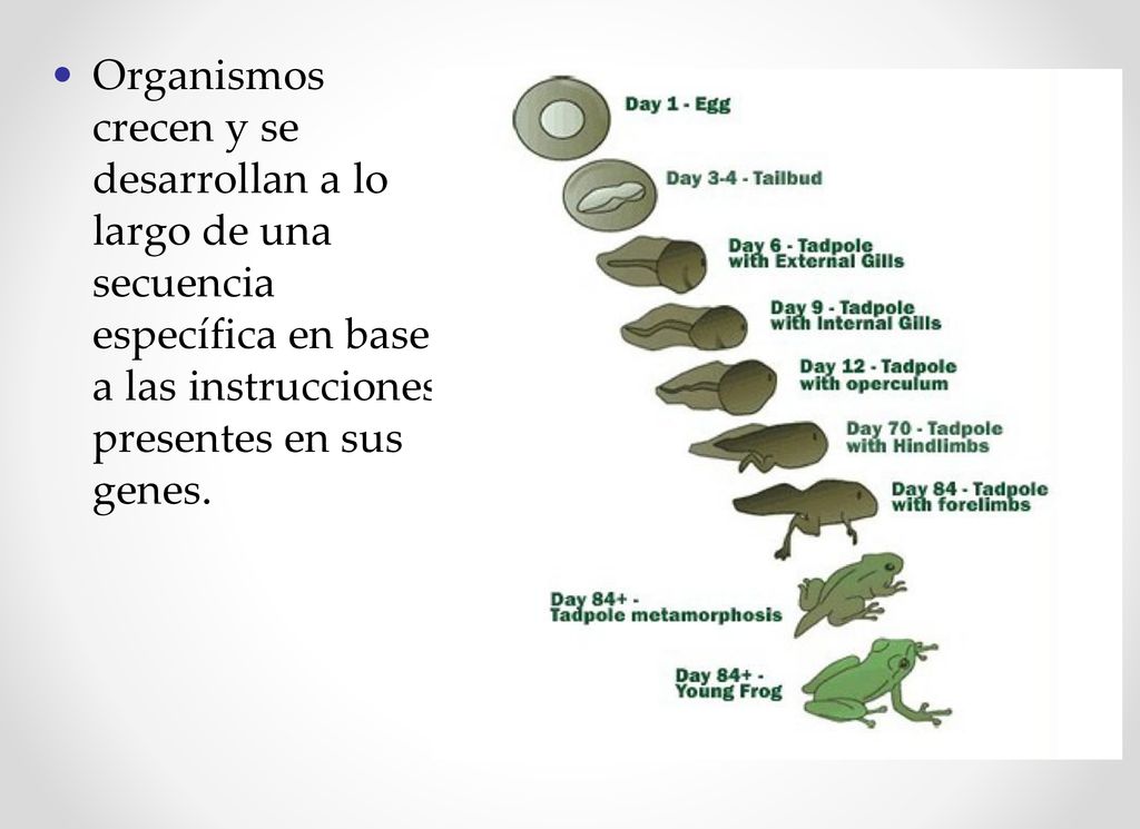 Organismos crecen y se desarrollan a lo largo de una secuencia específica en base a las instrucciones presentes en sus genes.