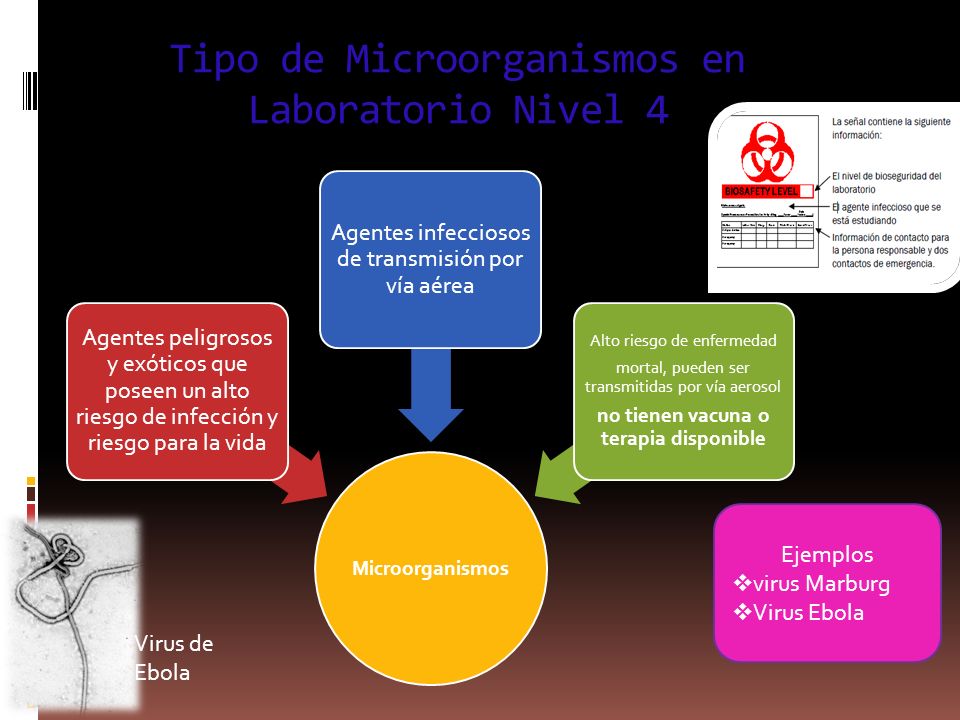 Tipo de Microorganismos en Laboratorio Nivel 4