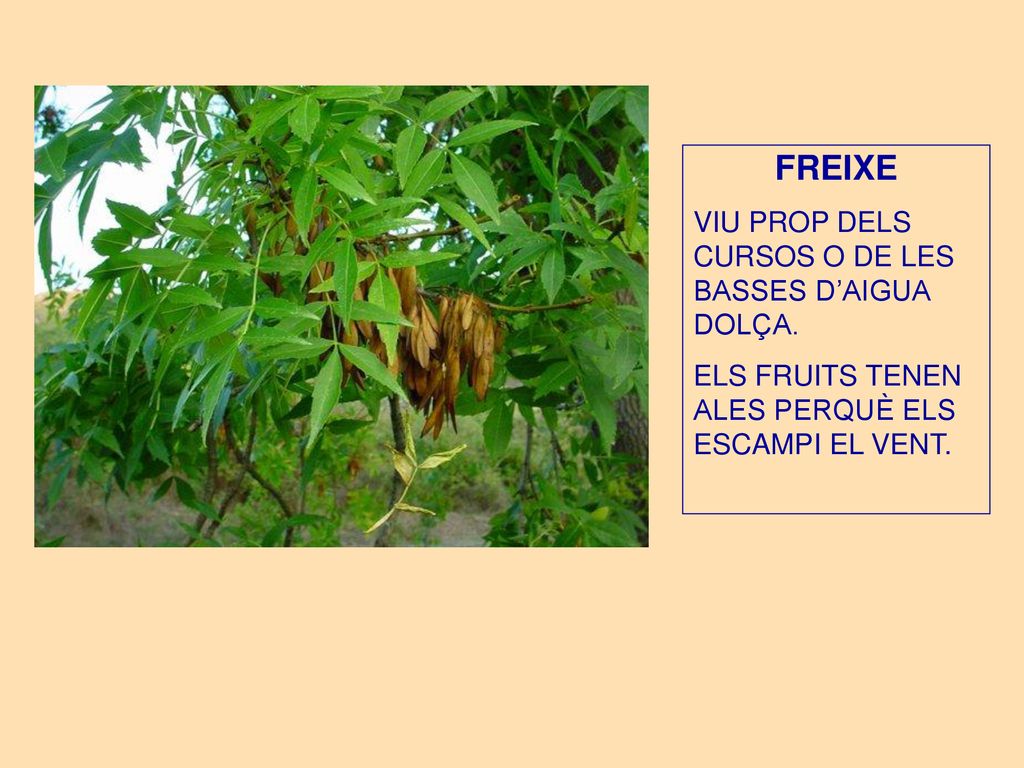 FREIXE VIU PROP DELS CURSOS O DE LES BASSES D’AIGUA DOLÇA.