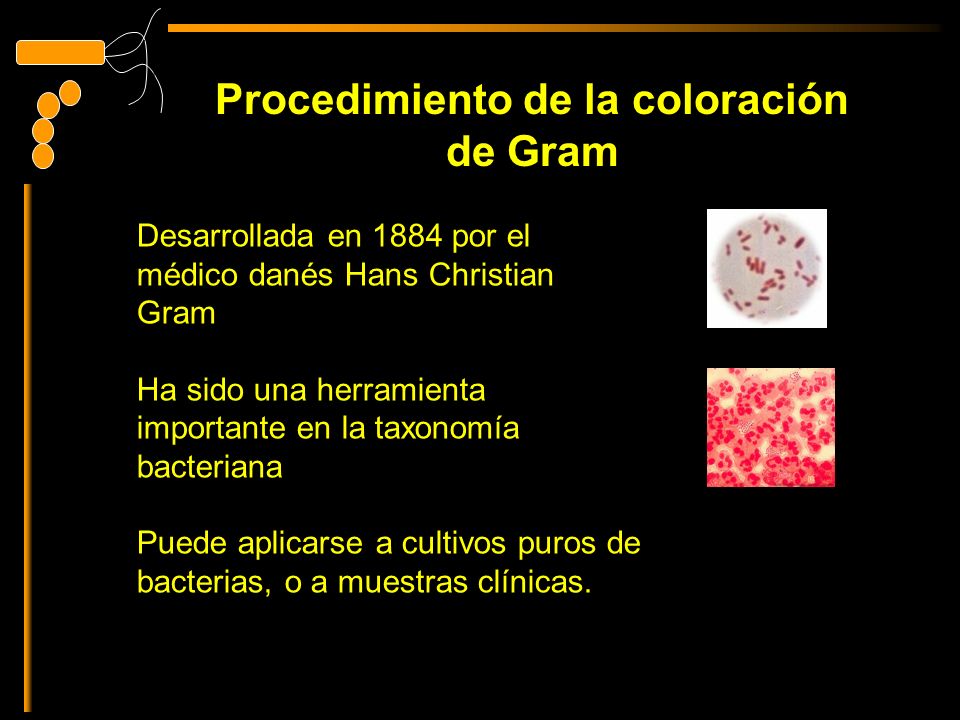 Procedimiento de la coloración de Gram