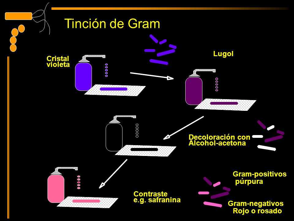 Tinción de Gram Lugol Cristal violeta Decoloración con Alcohol-acetona
