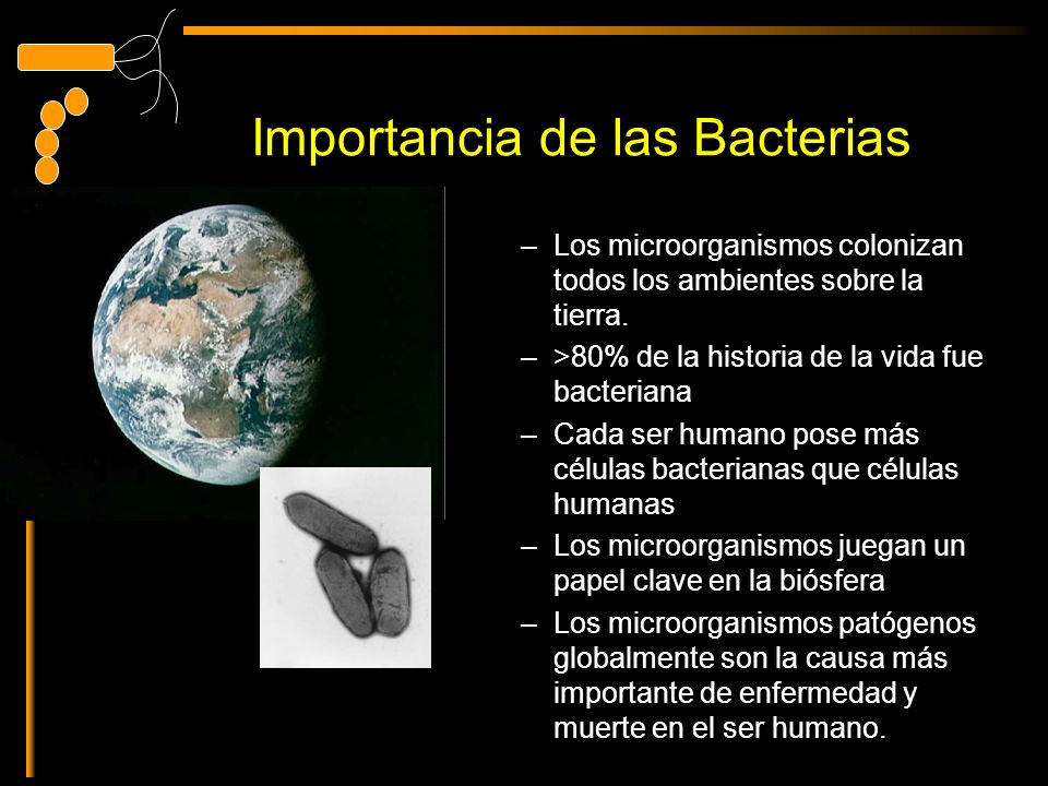 Importancia de las Bacterias