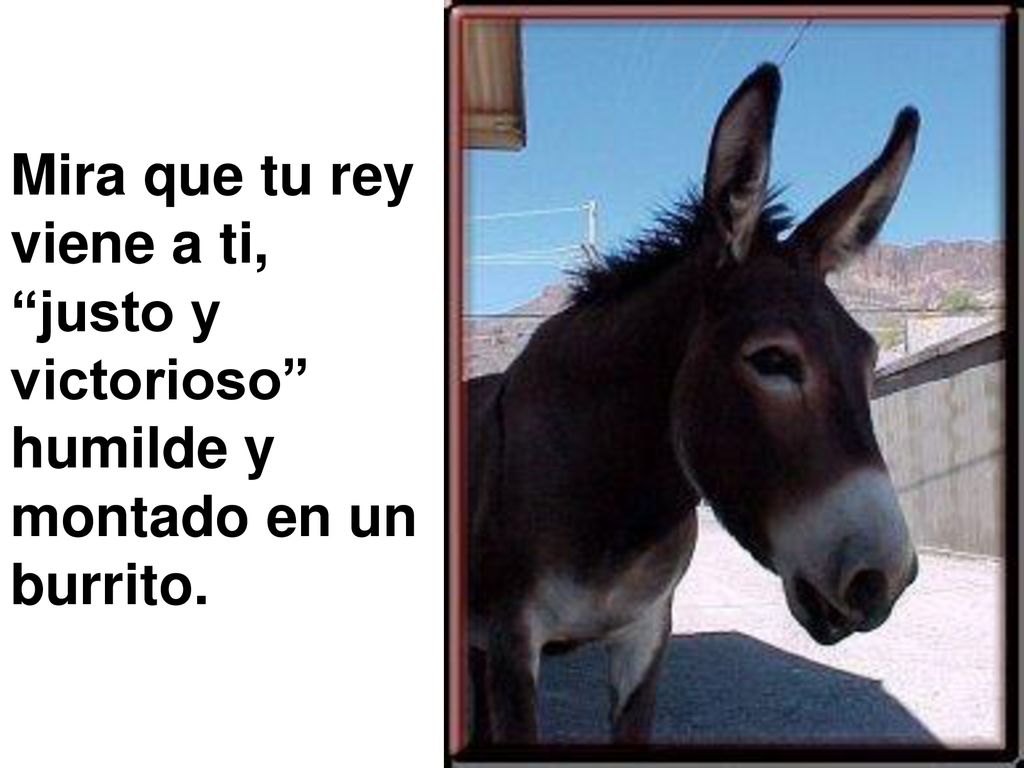 Mira que tu rey viene a ti, justo y victorioso humilde y montado en un burrito.