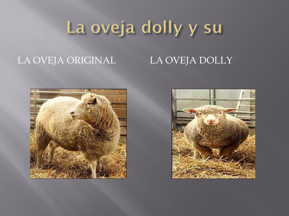 La oveja dolly y su La oveja original La oveja dolly
