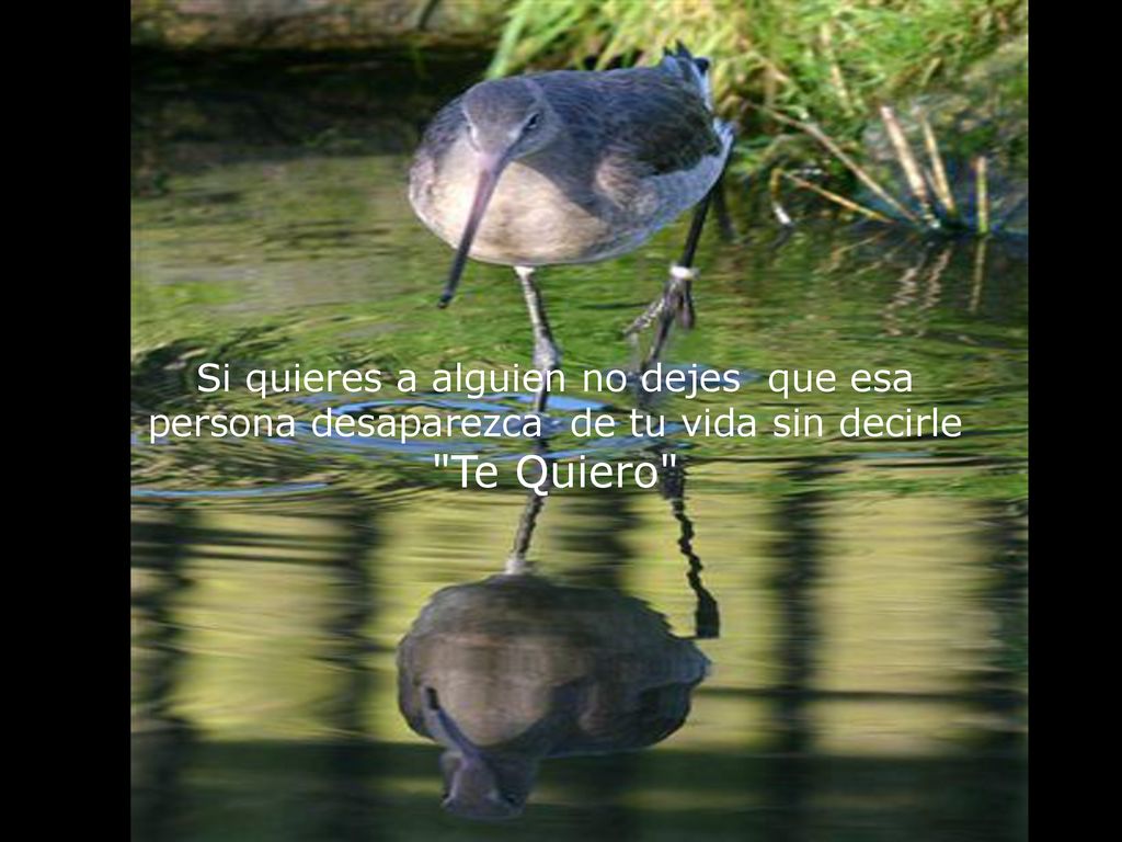 Si quieres a alguien no dejes que esa persona desaparezca de tu vida sin decirle Te Quiero