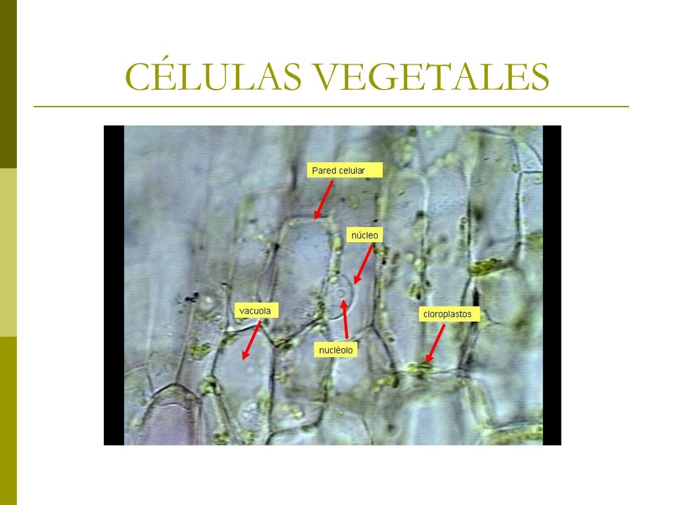 CÉLULAS VEGETALES