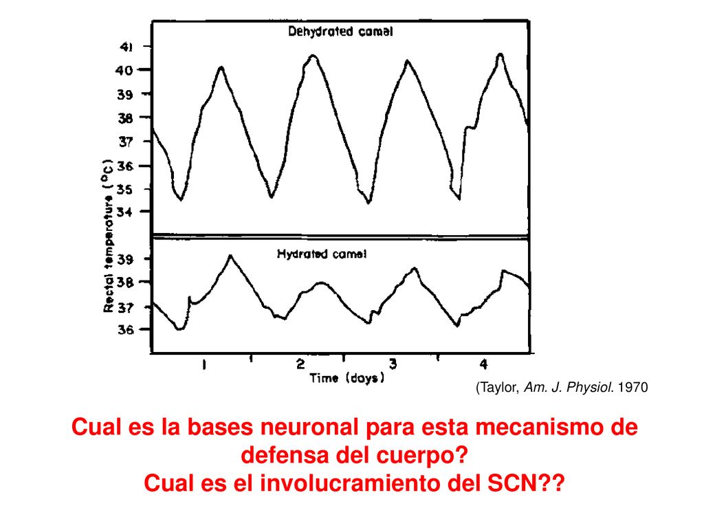 Cual es la bases neuronal para esta mecanismo de defensa del cuerpo