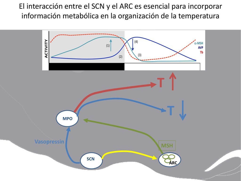 El interacción entre el SCN y el ARC es esencial para incorporar información metabólica en la organización de la temperatura