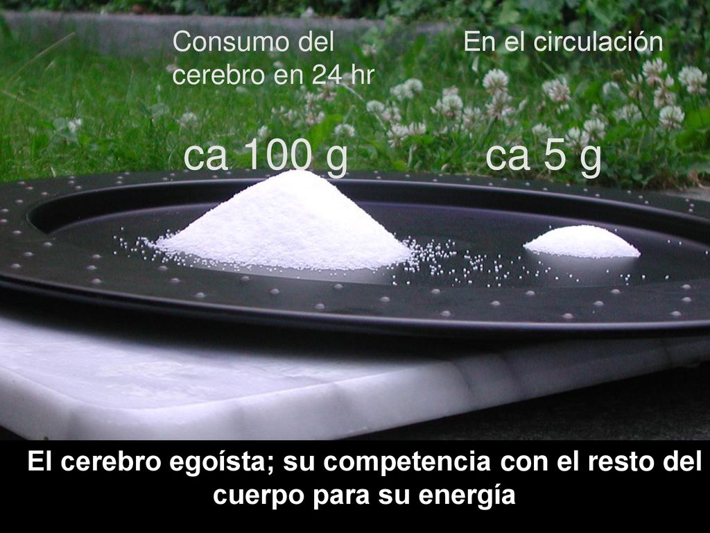 ca 100 g ca 5 g Consumo del cerebro en 24 hr En el circulación