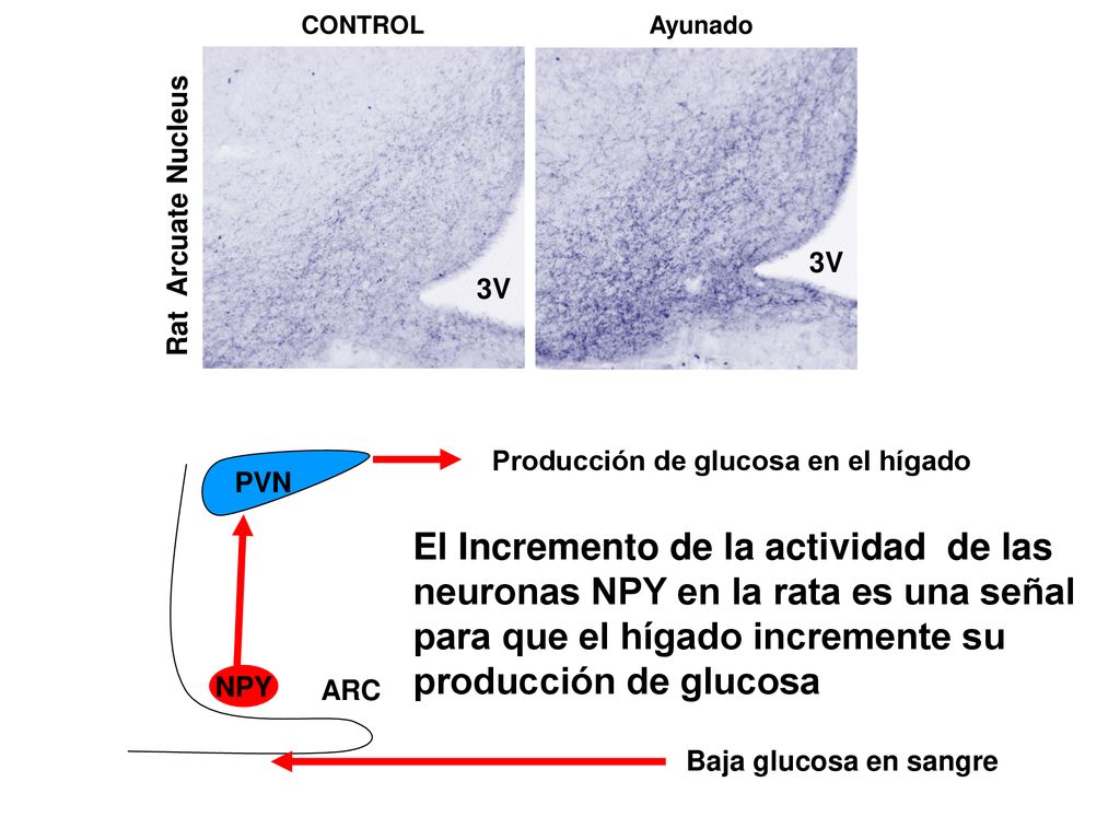 3V Rat Arcuate Nucleus. CONTROL. Ayunado. NPY. Producción de glucosa en el hígado. Baja glucosa en sangre.