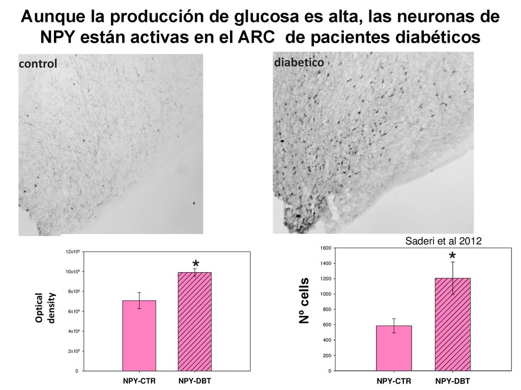Aunque la producción de glucosa es alta, las neuronas de NPY están activas en el ARC de pacientes diabéticos