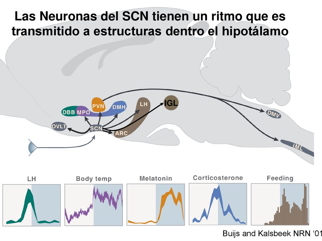 IGL Las Neuronas del SCN tienen un ritmo que es transmitido a estructuras dentro el hipotálamo.