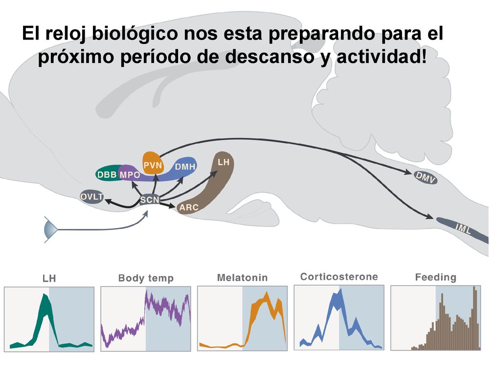 The SCN keeps our homeostasis at a proper setting according to the time of the day.