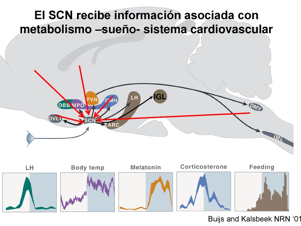 IGL El SCN recibe información asociada con metabolismo –sueño- sistema cardiovascular.