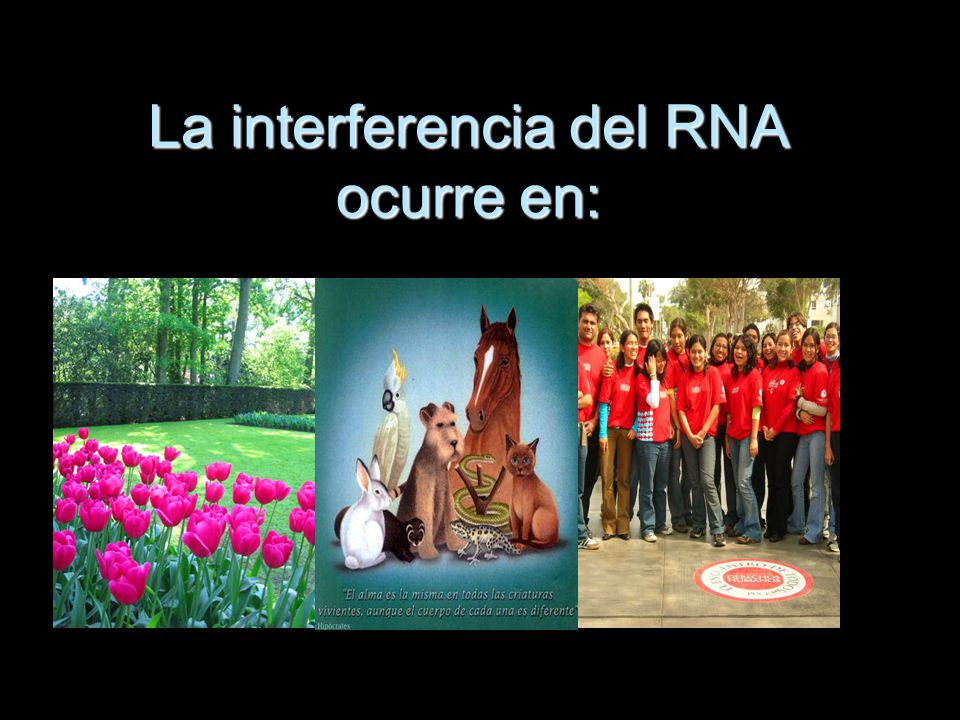 La interferencia del RNA ocurre en: