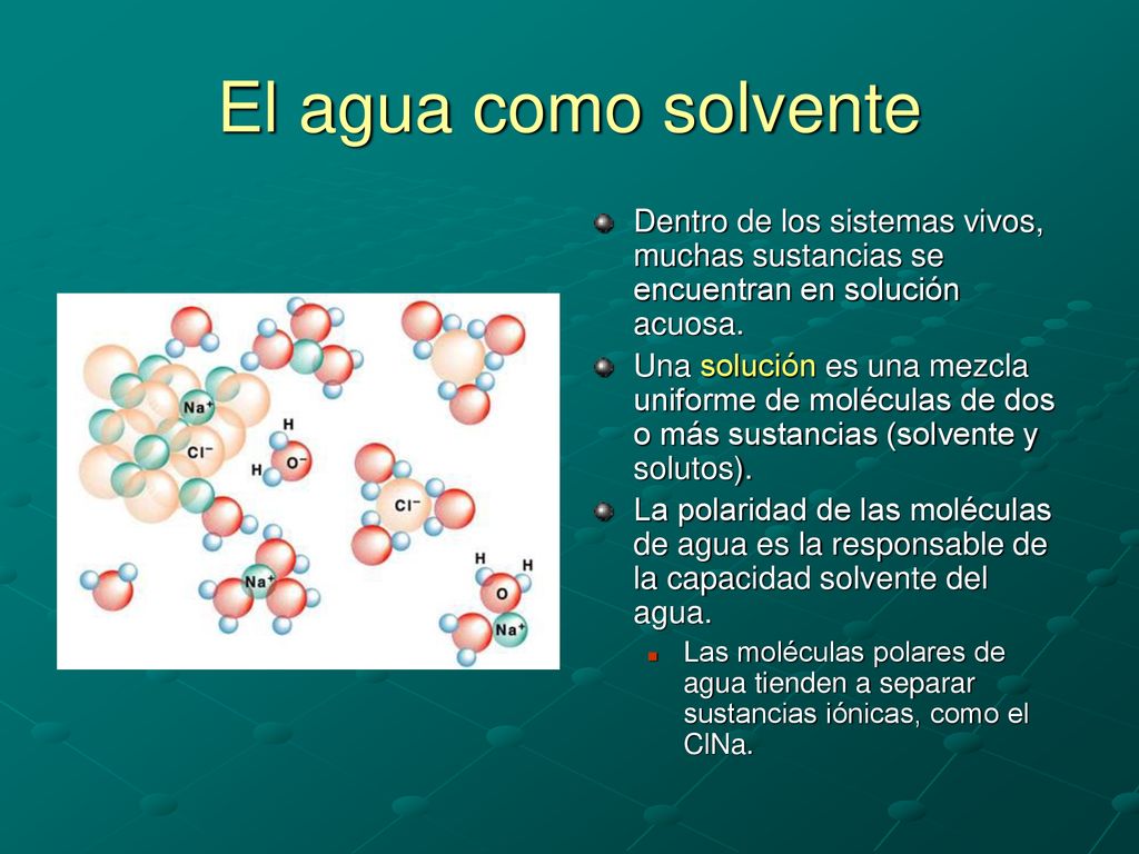 El agua como solvente Dentro de los sistemas vivos, muchas sustancias se encuentran en solución acuosa.