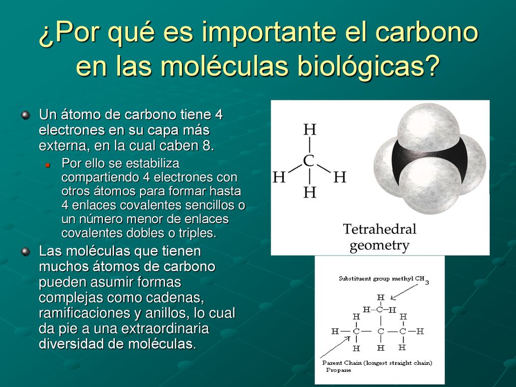 ¿Por qué es importante el carbono en las moléculas biológicas