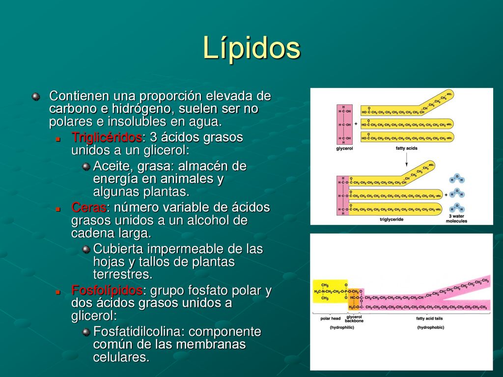 Lípidos Contienen una proporción elevada de carbono e hidrógeno, suelen ser no polares e insolubles en agua.