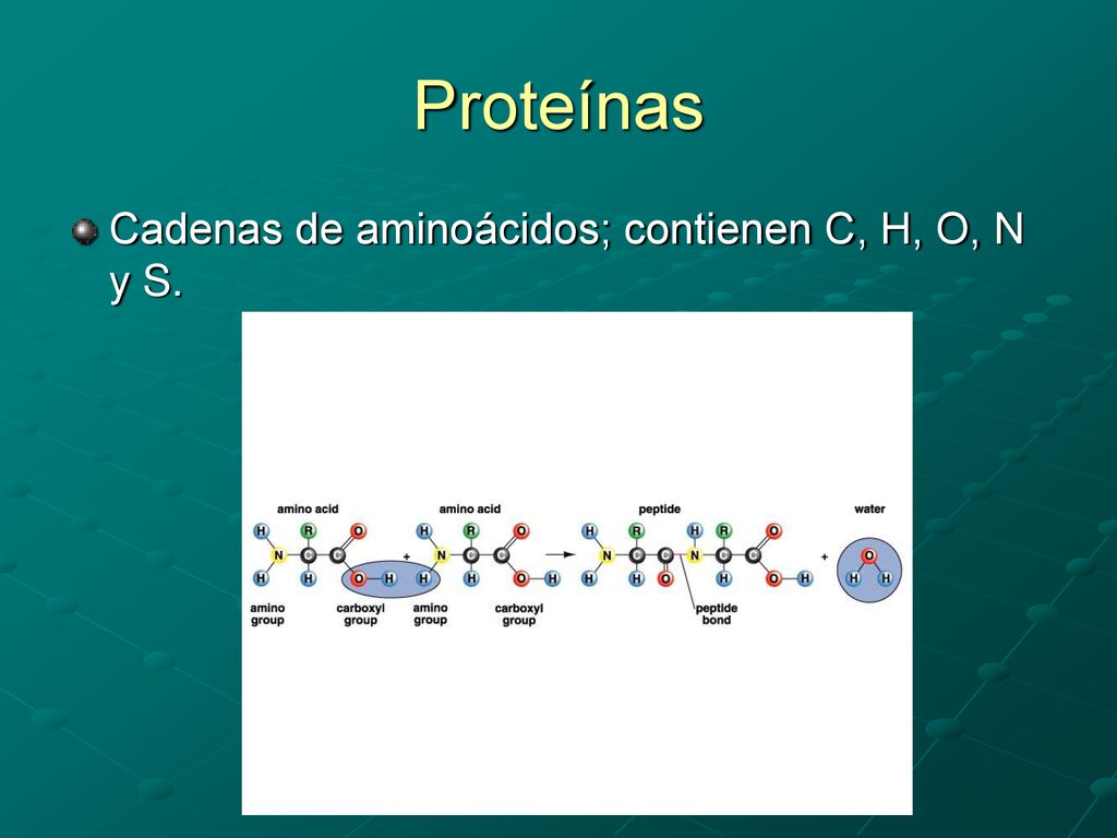 Proteínas Cadenas de aminoácidos; contienen C, H, O, N y S.