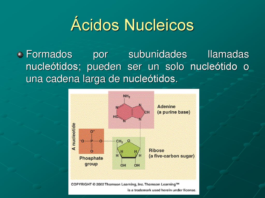 Ácidos Nucleicos Formados por subunidades llamadas nucleótidos; pueden ser un solo nucleótido o una cadena larga de nucleótidos.
