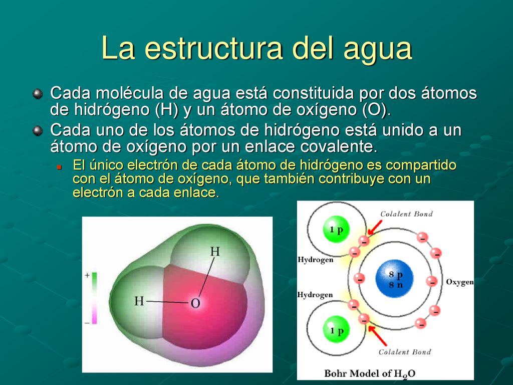 La estructura del agua Cada molécula de agua está constituida por dos átomos de hidrógeno (H) y un átomo de oxígeno (O).