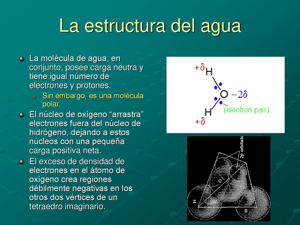 La estructura del agua La molécula de agua, en conjunto, posee carga neutra y tiene igual número de electrones y protones.