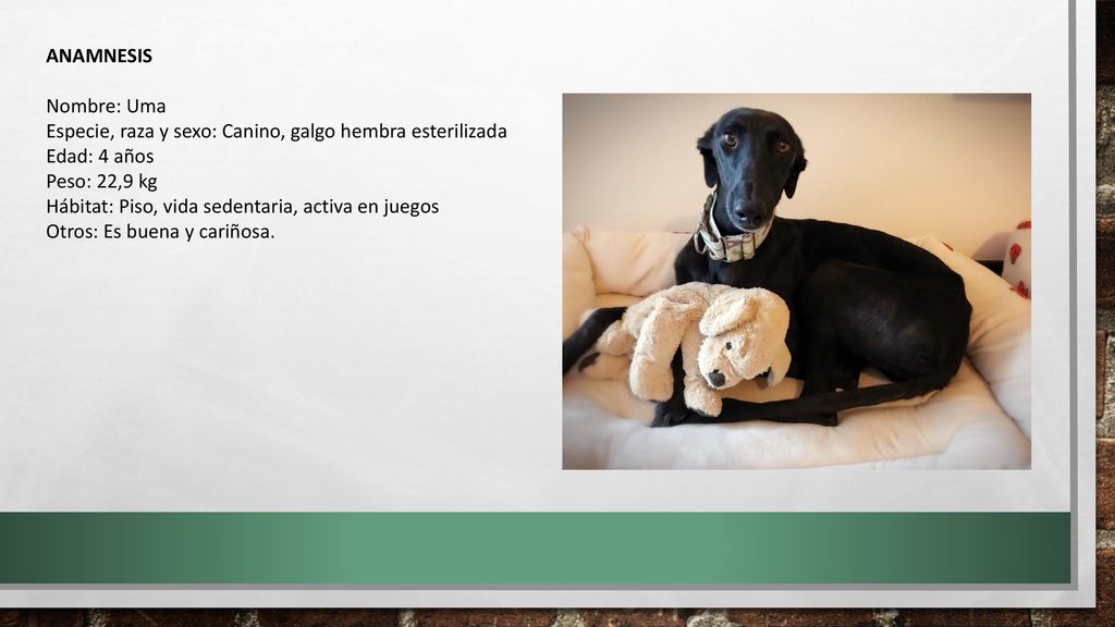 ANAMNESIS Nombre: Uma. Especie, raza y sexo: Canino, galgo hembra esterilizada. Edad: 4 años. Peso: 22,9 kg.