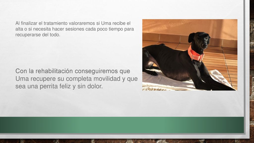 Al finalizar el tratamiento valoraremos si Uma recibe el alta o si necesita hacer sesiones cada poco tiempo para recuperarse del todo.