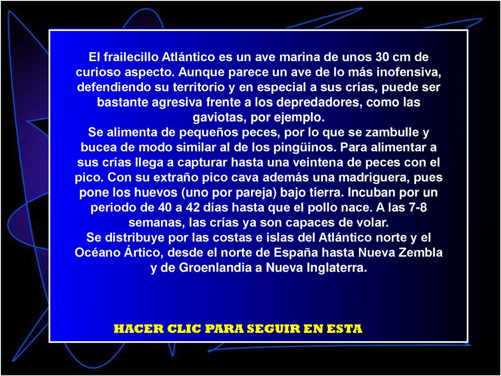 El frailecillo Atlántico es un ave marina de unos 30 cm de curioso aspecto. Aunque parece un ave de lo más inofensiva, defendiendo su territorio y en especial a sus crías, puede ser bastante agresiva frente a los depredadores, como las gaviotas, por ejemplo.