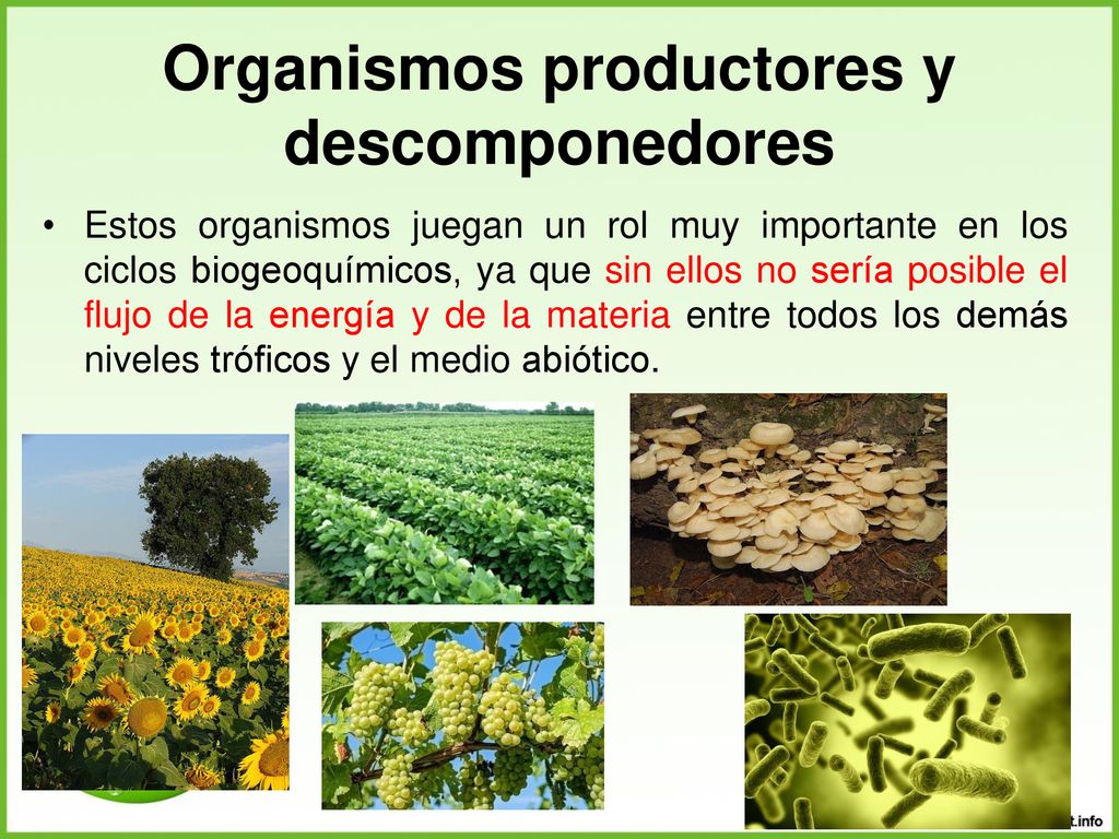 Organismos productores y descomponedores