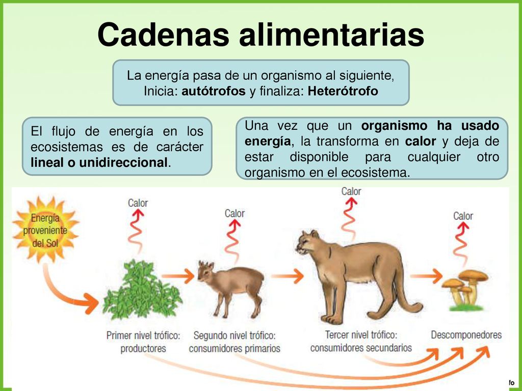 Cadenas alimentarias La energía pasa de un organismo al siguiente,
