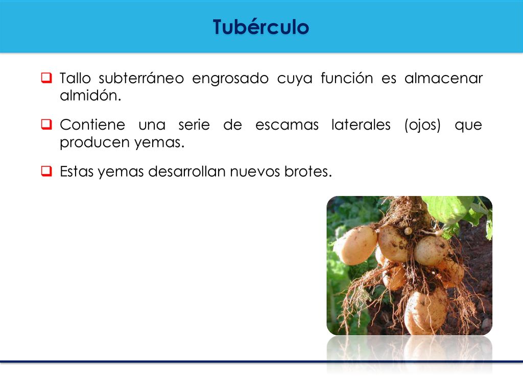 Tubérculo Tallo subterráneo engrosado cuya función es almacenar almidón. Contiene una serie de escamas laterales (ojos) que producen yemas.